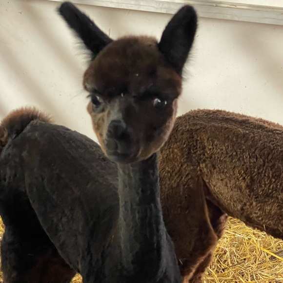 Meet the Posher Other - Meet your Posher, The Vintage Farm Chick